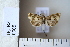  (Epiblema scutulanum - CCDB-11134-B08)  @12 [ ] Copyright  B. Zlatkov 2011 Unspecified