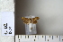  (Dichrorampha gueneeana - CCDB-11134-H05)  @12 [ ] Copyright  B. Zlatkov 2011 Unspecified