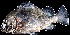  ( - F80)  @13 [ ] Unspecified (default): All Rights Reserved  Simon G. Alcantara Unspecified