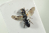  ( - BULAPI103)  @12 [ ] CreativeCommons - Attribution Non-Commercial Share-Alike (2017) Arnstein Staverlokk Norwegian Institute of Nature Research