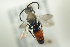  ( - BULAPI107)  @13 [ ] CreativeCommons - Attribution Non-Commercial Share-Alike (2017) Arnstein Staverlokk Norwegian Institute of Nature Research
