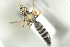  ( - BULAPI110)  @12 [ ] CreativeCommons - Attribution Non-Commercial Share-Alike (2017) Arnstein Staverlokk Norwegian Institute of Nature Research
