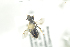  ( - BULAPI131)  @13 [ ] CreativeCommons - Attribution Non-Commercial Share-Alike (2017) Arnstein Staverlokk Norwegian Institute of Nature Research