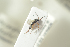  (Cryptoserphus occidentalis - HYMNI1878)  @12 [ ] CreativeCommons - Attribution Non-Commercial Share-Alike (2017) Arnstein Staverlokk Norwegian Institute of Nature Research