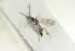  ( - HYMNI1883)  @11 [ ] CreativeCommons - Attribution Non-Commercial Share-Alike (2017) Arnstein Staverlokk Norwegian Institute of Nature Research