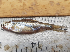  ( - A10_Nkhota kota)  @11 [ ] CreativeCommons - Attribution (2023) Mexford Chimwemwe Mulumpwa Lilongwe University of Agriculture and Natural Resources