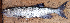  ( - B4_Nkhota kota)  @11 [ ] CreativeCommons - Attribution (2023) Mexford Chimwemwe Mulumpwa Lilongwe University of Agriculture and Natural Resources