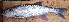  ( - B5_Nkhota kota)  @11 [ ] CreativeCommons - Attribution (2023) Mexford Chimwemwe Mulumpwa Lilongwe University of Agriculture and Natural Resources