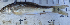  ( - C10_Nkhota kota)  @11 [ ] CreativeCommons - Attribution (2023) Mexford Chimwemwe Mulumpwa Lilongwe University of Agriculture and Natural Resources