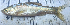  ( - C2_Nkhota kota)  @11 [ ] CreativeCommons - Attribution (2023) Mexford Chimwemwe Mulumpwa Lilongwe University of Agriculture and Natural Resources