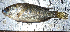  ( - D2_Nkhota kota)  @11 [ ] CreativeCommons - Attribution (2023) Mexford Chimwemwe Mulumpwa Lilongwe University of Agriculture and Natural Resources
