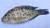  ( - D4_Nkhota kota)  @11 [ ] CreativeCommons - Attribution (2023) Mexford Chimwemwe Mulumpwa Lilongwe University of Agriculture and Natural Resources