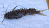  (Synodontis njassae - E1_Nkhota kota)  @11 [ ] CreativeCommons - Attribution (2023) Mexford Chimwemwe Mulumpwa Lilongwe University of Agriculture and Natural Resources