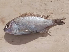 ( - F 1_Kasungu)  @11 [ ] CreativeCommons - Attribution (2023) Mexford Chimwemwe Mulumpwa Lilongwe University of Agriculture and Natural Resources