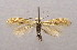  (Bucculatrix bechsteinella - MM19412)  @14 [ ] CreativeCommons - Attribution Non-Commercial (2013) Zdenko Tokar Unspecified