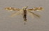  (Bucculatrix albella - MM19426)  @14 [ ] CreativeCommons - Attribution Non-Commercial (2013) Zdenko Tokar Unspecified