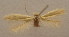  (Bucculatrix sp. 5 - MM19430)  @11 [ ] CreativeCommons - Attribution Non-Commercial (2013) Zdenko Tokar Unspecified