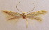  (Bucculatrix lavaterella - MM19432)  @11 [ ] CreativeCommons - Attribution Non-Commercial (2013) Zdenko Tokar Unspecified