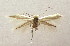  (Bucculatrix sp. 4 - MM19474)  @12 [ ] CreativeCommons - Attribution Non-Commercial (2013) Zdenko Tokar Unspecified