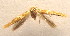  (Bucculatrix sp. 1 - MM22856)  @11 [ ] CreativeCommons - Attribution Non-Commercial (2017) Zdenko Tokar private