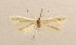  (Bucculatrix pannonica - MM22880)  @12 [ ] CreativeCommons - Attribution Non-Commercial (2015) Marko Mutanen University of Oulu