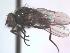  (Drymeia cantabrigensis - BUIC-DIP1160)  @12 [ ] CreativeCommons - Attribution Non-Commercial Share-Alike (2016) Jade Savage Bishop's University