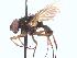  (Neohydrotaea hirtipes - BUIC-DIP1438)  @11 [ ] CreativeCommons - Attribution Non-Commercial Share-Alike (2017) Jade Savage Bishop's University