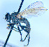  ( - BUIC-DIP1836)  @11 [ ] CreativeCommons - Attribution Non-Commercial Share-Alike (2020) Jade Savage Bishop's University