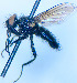  ( - BUIC-DIP1879)  @11 [ ] CreativeCommons - Attribution Non-Commercial Share-Alike (2020) Jade Savage Bishop's University