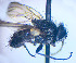  ( - BUIC-DIP1898)  @11 [ ] CreativeCommons - Attribution Non-Commercial Share-Alike (2020) Jade Savage Bishop's University