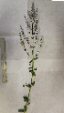  (Nepeta - SO105807)  @11 [ ] CreativeCommons - Attribution Non-Commercial (2022) Unspecified Sofia University, St. Kliment Ohridski