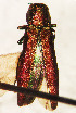  (Agrilus mali - NK2060)  @11 [ ] Copyright (2023) Natalia Kirichenko, Anton Efremenko Sukachev Institute of Forest SB RAS