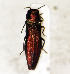  (Agrilus zhelochovtsevi - NK2061)  @11 [ ] Copyright (2023) Natalia Kirichenko, Anton Efremenko Sukachev Institute of Forest SB RAS
