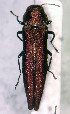  (Agrilus sachalinensis - NK2063)  @11 [ ] Copyright (2023) Natalia Kirichenko, Anton Efremenko Sukachev Institute of Forest SB RAS