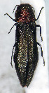  (Agrilus sachalinicola - NK2068)  @11 [ ] Copyright (2023) Natalia Kirichenko, Anton Efremenko Sukachev Institute of Forest SB RAS