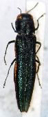  (Agrilus lafertei - NK2074)  @11 [ ] Copyright (2023) Natalia Kirichenko, Anton Efremenko Sukachev Institute of Forest SB RAS