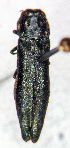  (Agrilus bilineatus - NK2076)  @11 [ ] Copyright (2023) Natalia Kirichenko, Anton Efremenko Sukachev Institute of Forest SB RAS