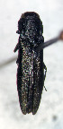  (Agrilus politus - NK2077)  @11 [ ] Copyright (2023) Natalia Kirichenko, Anton Efremenko Sukachev Institute of Forest SB RAS