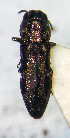  (Agrilus lituratus - NK2090)  @11 [ ] Copyright (2023) Natalia Kirichenko, Anton Efremenko Sukachev Institute of Forest SB RAS