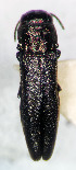  (Agrilus macroderus - NK2095)  @11 [ ] Copyright (2023) Natalia Kirichenko, Anton Efremenko Sukachev Institute of Forest SB RAS