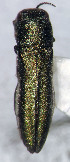  (Agrilus vaginalis - NK2096)  @11 [ ] Copyright (2023) Natalia Kirichenko, Anton Efremenko Sukachev Institute of Forest SB RAS