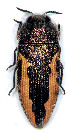  (Acmaeodera flavolineata flavolineata - NK2122)  @11 [ ] Copyright (2023) Natalia Kirichenko, Anton Efremenko Sukachev Institute of Forest SB RAS