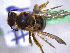  ( - CCDB-29937 A02)  @11 [ ] CreativeCommons - Attribution (2017) Laurence Packer York University