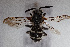  ( - CCDB-34570 A09)  @11 [ ] CreativeCommons - Attribution (2020) Laurence Packer York University