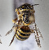  (Trachusa larreae - CCDB-29935 B05)  @14 [ ] CreativeCommons - Attribution (2019) Laurence Packer York University