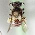  (Megandrena mentzeliae - CCDB-29935 B06)  @11 [ ] CreativeCommons - Attribution (2019) Laurence Packer York University