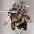  (Anthophora affabilis - CCDB-15255-A01)  @13 [ ] CreativeCommons - Attribution Non-Commercial Share-Alike (2012) Packer Collection York University York University