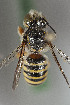  ( - CCDB-29935 D02)  @13 [ ] CreativeCommons - Attribution (2019) Laurence Packer York University