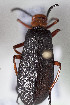  (Meloidae sp - CCDB-29935 D03)  @11 [ ] CreativeCommons - Attribution (2019) Laurence Packer York University