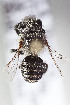  (Megachile astragali - CCDB-29936 D05)  @11 [ ] CreativeCommons - Attribution (2019) Laurence Packer York University